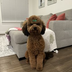 Holy Paws Pet Salon