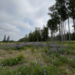 Kenai RV Park and Campground