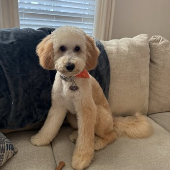 Pampered Paws Grooming - Pet Groomers Near Me - Nashville, Tennessee Pampered Paws Grooming - Pet Groomers Near Me - Nashville, Tennessee