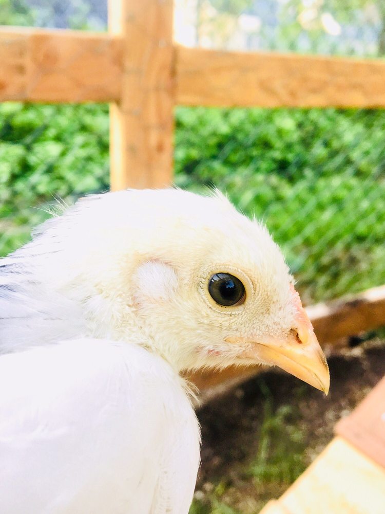 CACKLE HATCHERY® 59 Photos & 30 Reviews Bird Shops 411 W