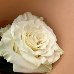 Les Fleurs du Jardin Célestin