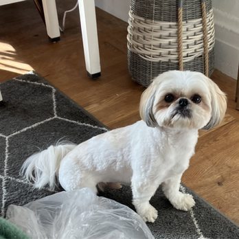Sunny Paws Plus - Pet Groomers Near Me - Carmichael, California Sunny Paws Plus - Pet Groomers Near Me - Carmichael, California