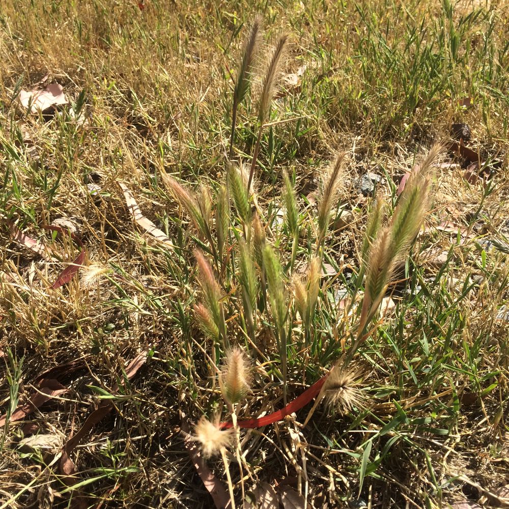 Sweetwater Summit Campground - Foxtails everywhere. Beware for your dogs. - Parks Near Me - Bonita, California Sweetwater Summit Campground - Foxtails everywhere. Beware for your dogs. - Parks Near Me - Bonita, California
