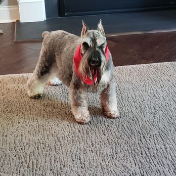 Pawllywood - Pet Groomers Near Me - Cherry Hill, New Jersey