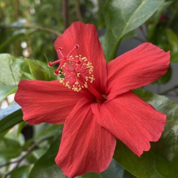 Costco Gasoline - A sign - the gift of native Flower today and learning gas is Super savings at Costco. - Gas Stations Near Me - Honolulu, Hawaii