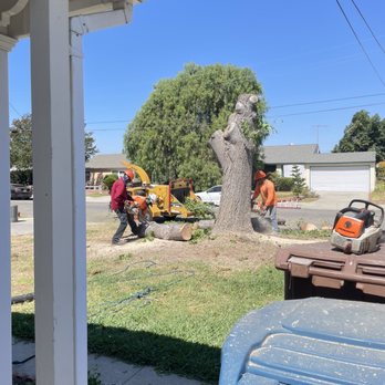 Octavio's Tree Service - Tree Services Near Me Octavio's Tree Service - Tree Services Near Me