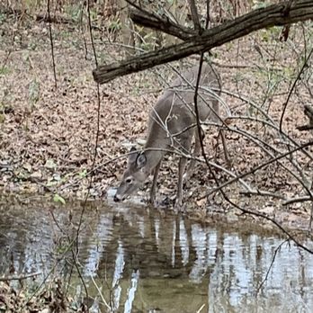 McKaig Nature Education Center - Deer taking a drink - Parks Near Me - Wayne, Pennsylvania