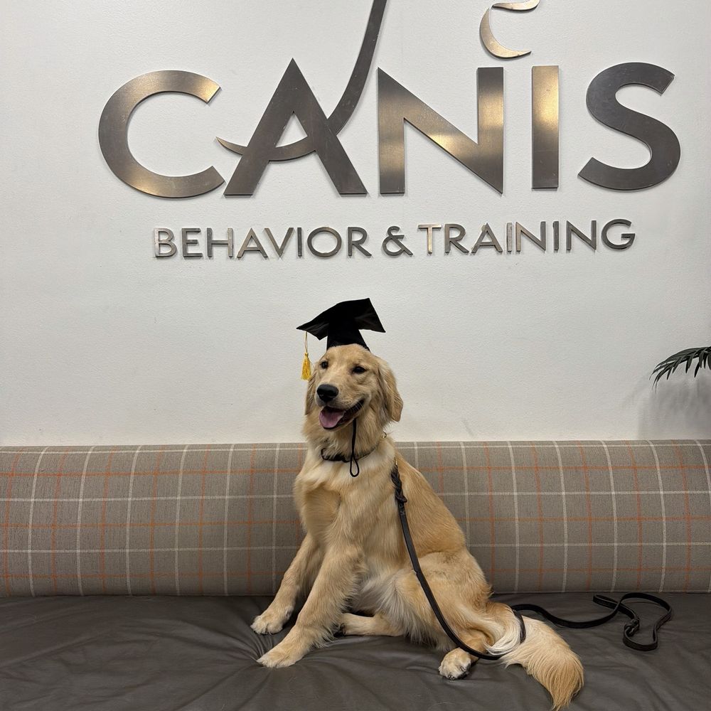 CANIS - Behavior and Training - Pet Training Near Me - Tarzana, California