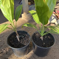 Aloha Tropicals - Cordyline Friticosa Green