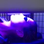 Photo of LightPath to Wellness: Red Light Therapy