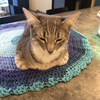 Brooklyn Cat Cafe - Pet Adoption Near Me - Brooklyn, New York