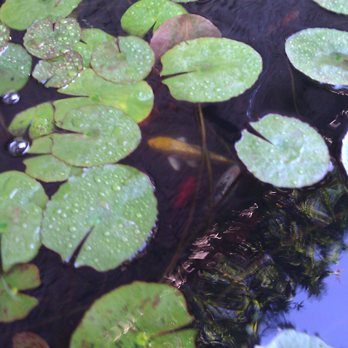 Beautiful Scales - Aquarium Services Near Me Beautiful Scales - Aquarium Services Near Me