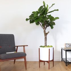 Léon & George - Lyrata Canopée Mid-Century