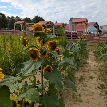 Grandad's Apples - Attraction Farms Near Me - Hendersonville, North Carolina Grandad's Apples - Attraction Farms Near Me - Hendersonville, North Carolina