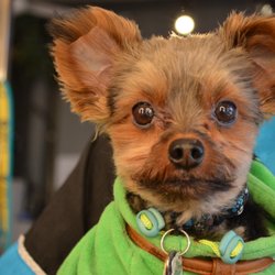 Mut Hut Pet Emporium - Teddy the Yorkie is a "Greeter" at the Mut Hut!