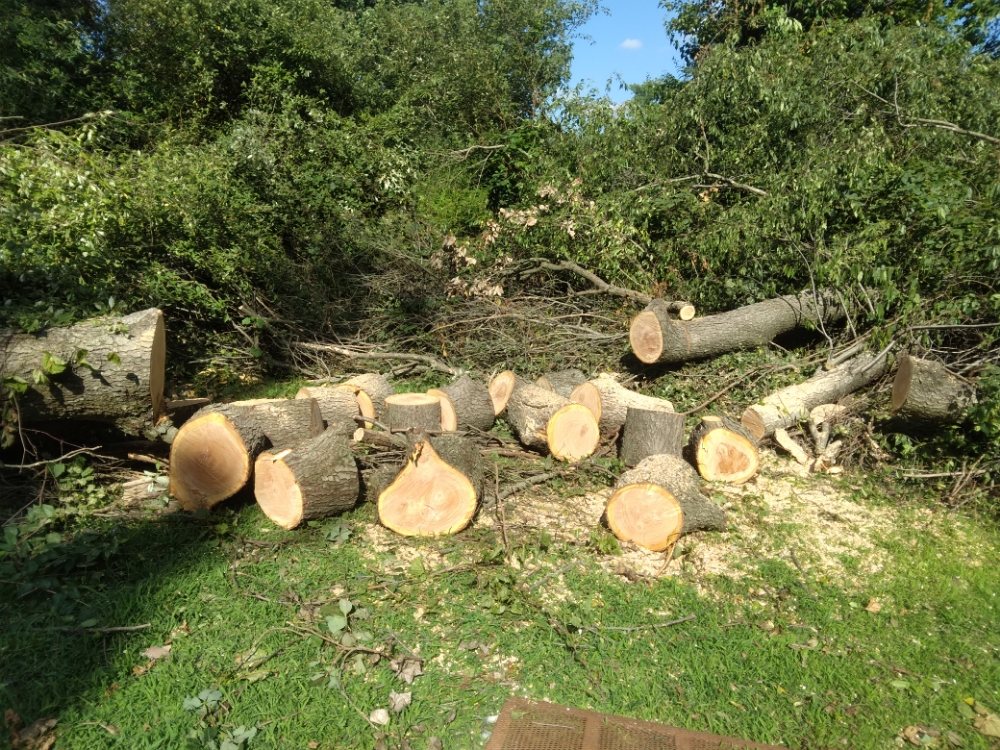 Austin's Land Managment - tree service in Fort Wayne, IN