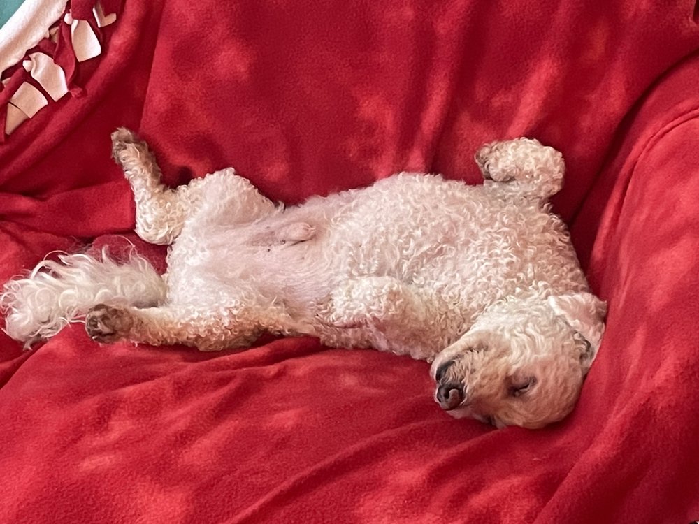 OCEAN ISLE VETERINARY HOSPITAL with reviews Updated September 2024