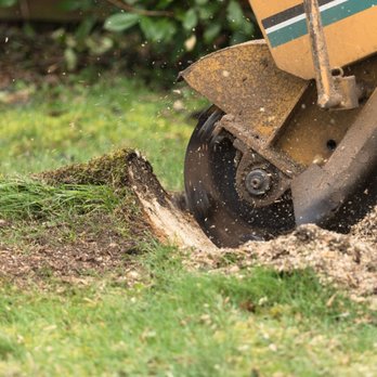 G and G Stump Removal - Tree Services Near Me G and G Stump Removal - Tree Services Near Me