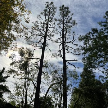 Domingo's Tree Care - Two pines trimmed - Tree Services Near Me Domingo's Tree Care - Two pines trimmed - Tree Services Near Me