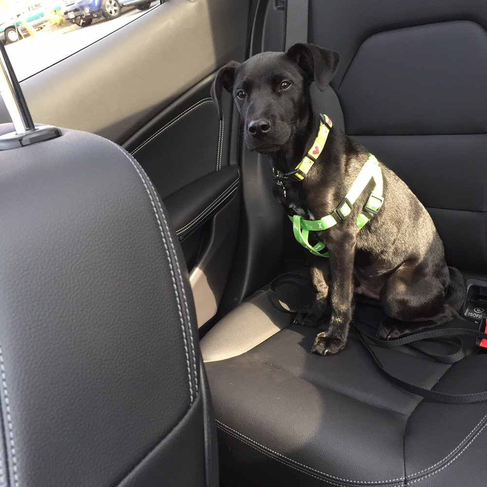 Humane Animal Partners - Sits so politely - Animal Shelters Near Me - Wilmington, Delaware Humane Animal Partners - Sits so politely - Animal Shelters Near Me - Wilmington, Delaware