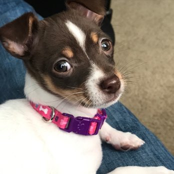 Denver Dog Whisperer - Pet Training Near Me Denver Dog Whisperer - Pet Training Near Me