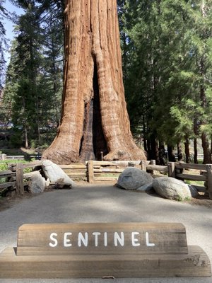 Giant Forest Museum by null