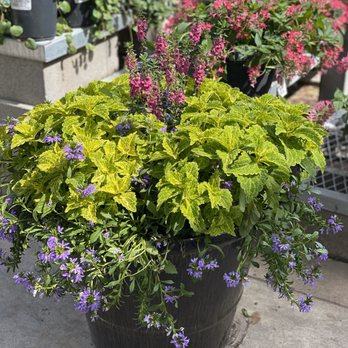 The Home Depot - We can't get out of here without buying something from the garden center. - Hardware Stores Near Me - Fort Worth, Texas