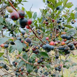 Heritage Hill Farm - Bushes were FULL of blueberries!