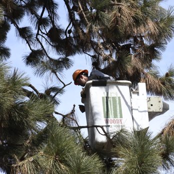 Woody Tree Service - Tree Services Near Me Woody Tree Service - Tree Services Near Me