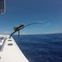 Photo of The Bite