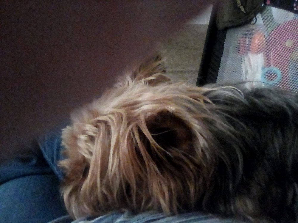 DOGGIES CITY Updated June 2024 23 Photos 30 Westchester Ave