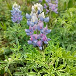 Exploration Green - Bluebonnets