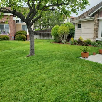 Ortega's Lawn Care - a tree in the front yard - Tree Services Near Me - Oceanside, California Ortega's Lawn Care - a tree in the front yard - Tree Services Near Me - Oceanside, California