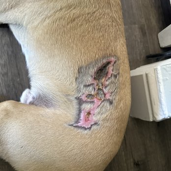 ARCHVET Emergency Hospital - Burn caused by surgery at arch vet - Veterinarians Near Me - San Jose, California ARCHVET Emergency Hospital - Burn caused by surgery at arch vet - Veterinarians Near Me - San Jose, California