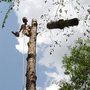 Photo of Alex's Tree Service