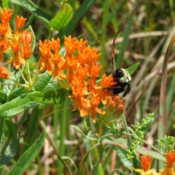 Ice Age Trail - Table Bluff Segment - Flowers and a happy bee