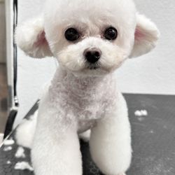 Bubble Dogs Grooming - After
Groomer: Zoey