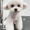 Bubble Dogs Grooming gift card