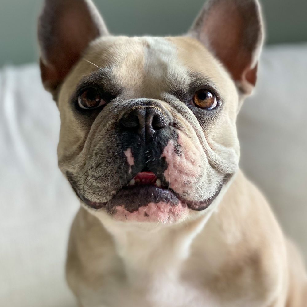 Bruno Bruno