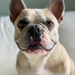 Bruno Bruno