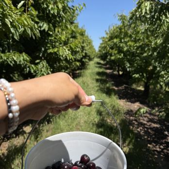 Alpine Blue Farms - Pick Your Own Farms Near Me - Stockton, California Alpine Blue Farms - Pick Your Own Farms Near Me - Stockton, California