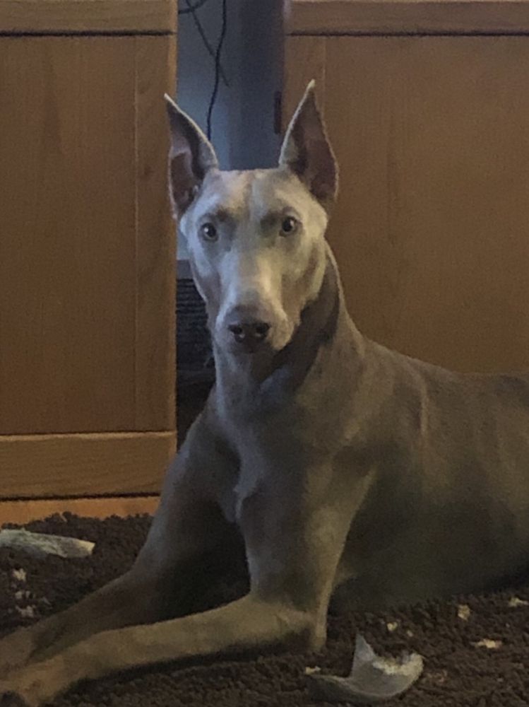 THE NATURAL PET ENRICHMENT CENTER Updated May 2024 117 Photos & 18