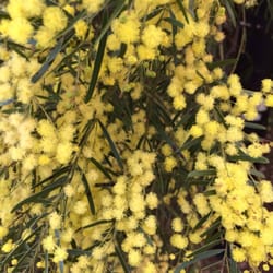 Mackillop Drive Reserve - Wattle in bloom