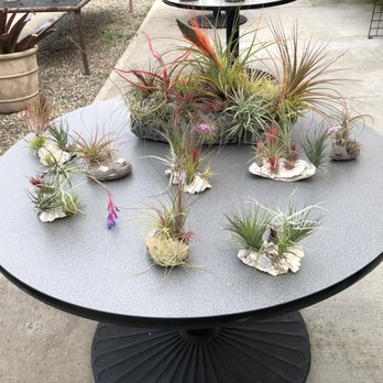 Airplant Alchemy - Smaller arrangements they sell. - Home & Garden Near Me - Carpinteria, California