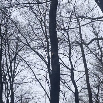 Out On A Limb Tree and Landscape - James Potter hard at work! - Tree Services Near Me Out On A Limb Tree and Landscape - James Potter hard at work! - Tree Services Near Me