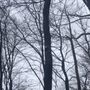 Photo of Out On A Limb Tree and Landscape