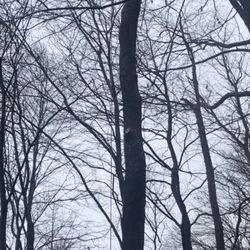 Out On A Limb Tree and Landscape - James Potter hard at work!
