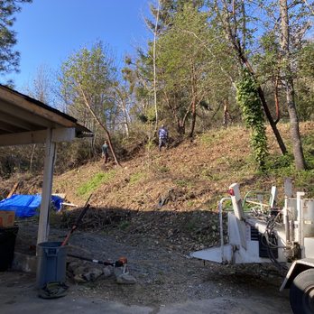 Tree MD Tree Care - Clearing brush and taking care of the trees so they can grow. - Tree Services Near Me