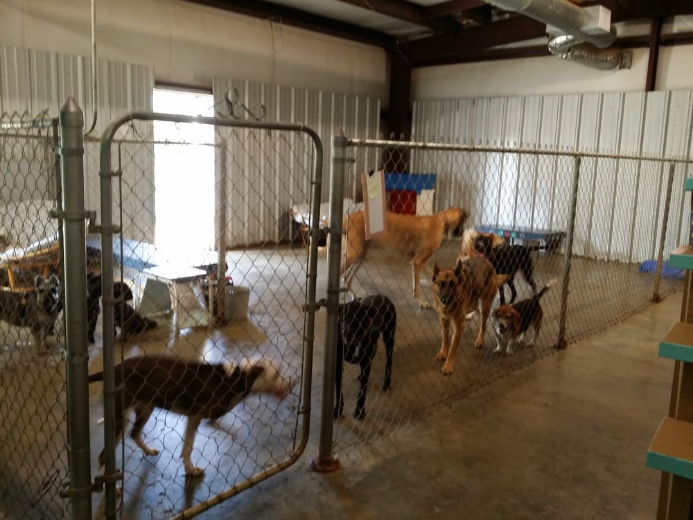 LUCKY DOG COMPANY 19 Photos 2004 Brazosport Blvd, Richwood, Texas Pet Groomers Phone