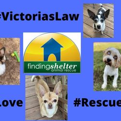 Finding Shelter - Finding Shelter is an all-volunteer animal rescue organization dedicated to saving the lives of homeless animals. www.findingshelter.org